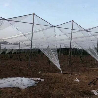 Weather Netting White Orchard Hail Netting For Gardens Offering Hail And Weather Protection